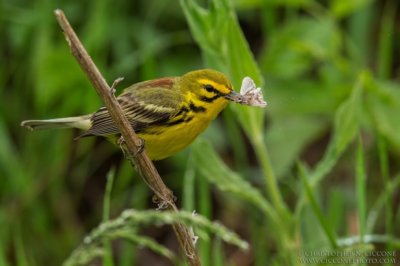 Prairie Warbler