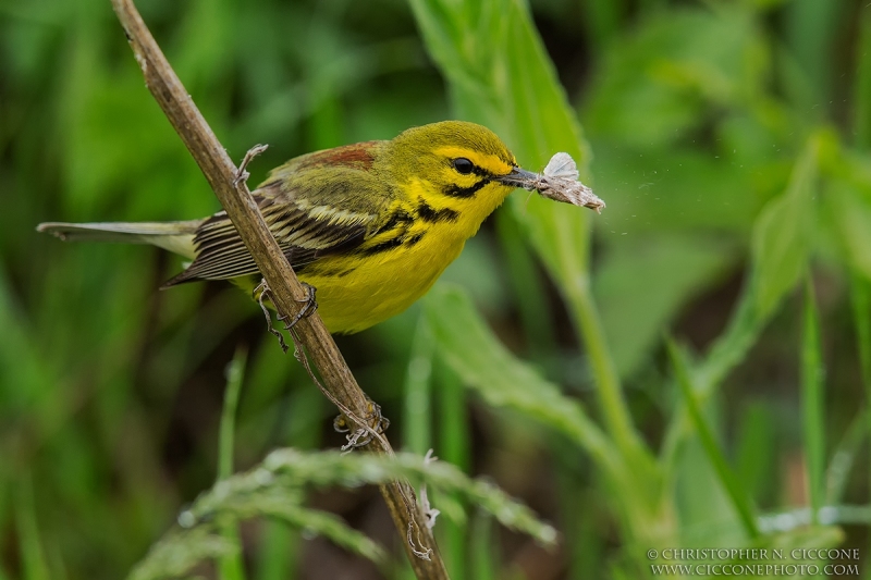 Prairie Warbler