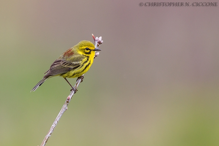 Prairie Warbler