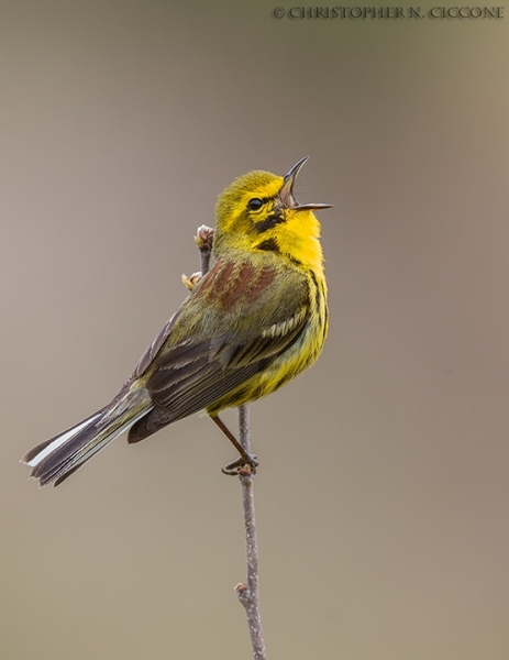 Prairie Warbler