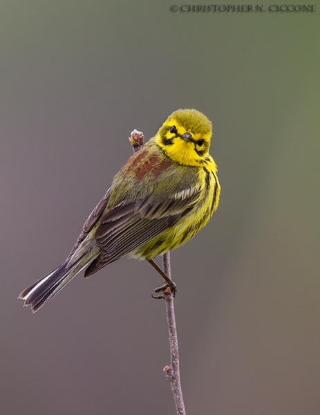 Prairie Warbler