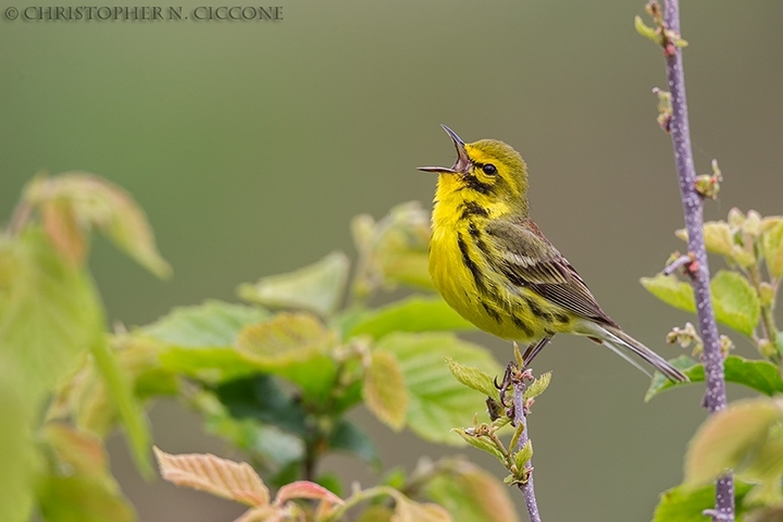 Prairie Warbler