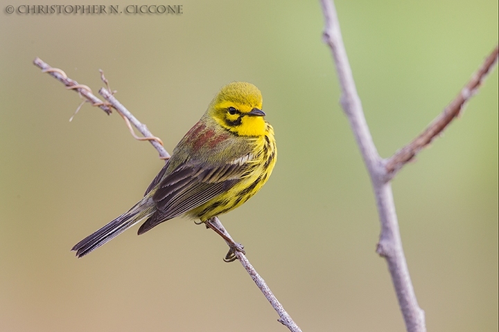 Prairie Warbler