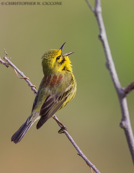 Prairie Warbler