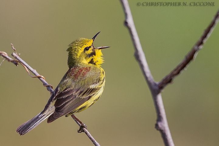 Prairie Warbler