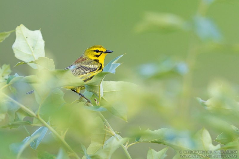 Prairie Warbler