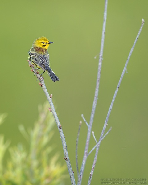 Prairie Warbler