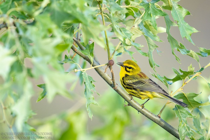 Prairie Warbler