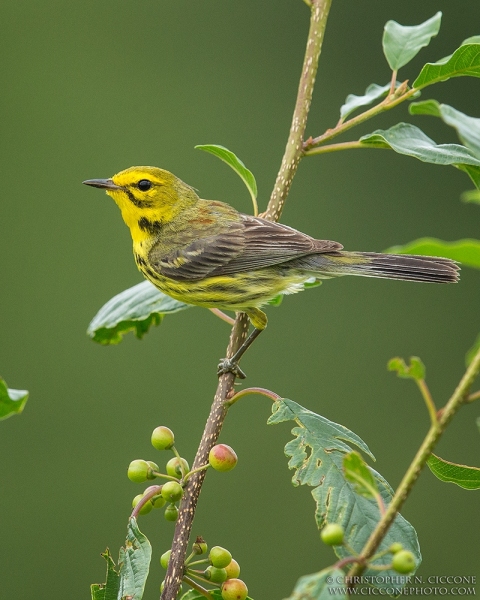 Prairie Warbler