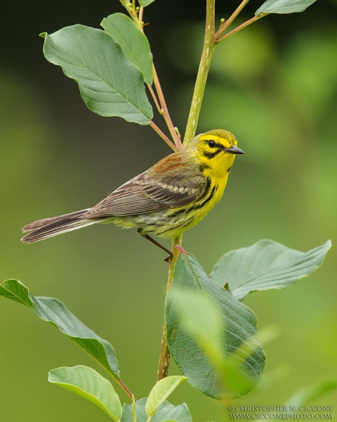 Prairie Warbler