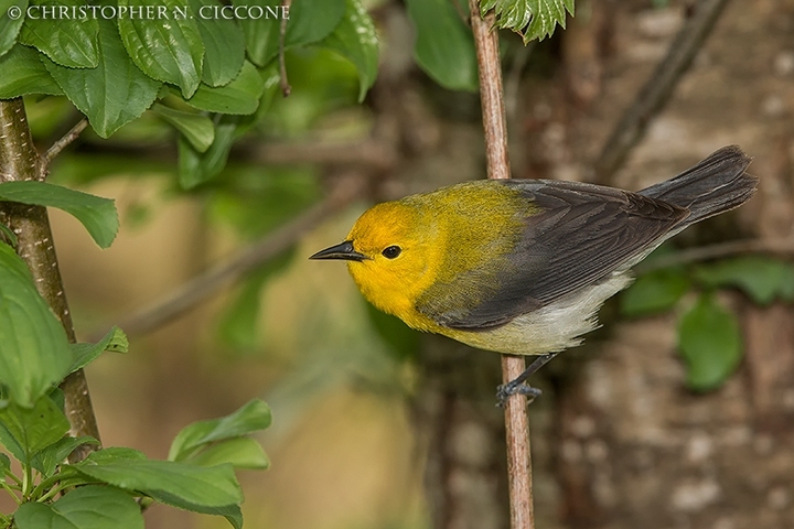 Prothonotary Warbler