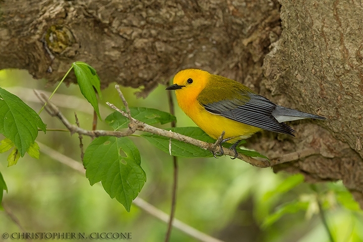 Prothonotary Warbler