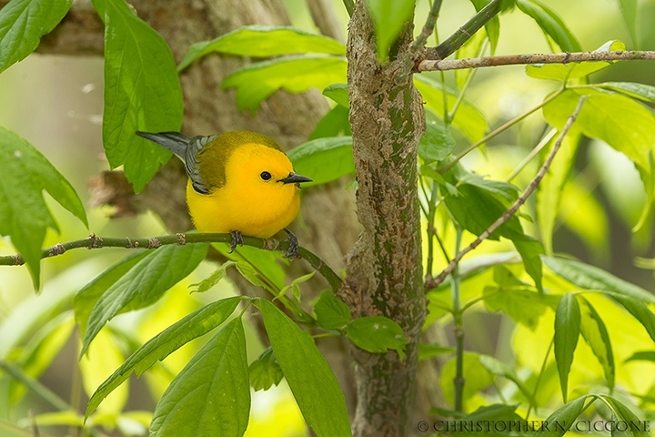 Prothonotary Warbler