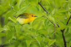Prothonotary Warbler