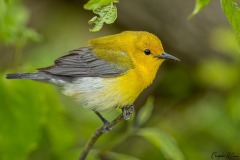 Prothonotary Warbler