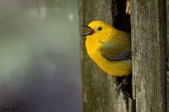 Prothonotary Warbler