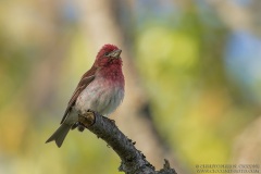 Purple Finch