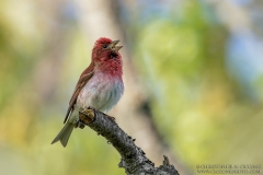 Purple Finch