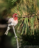 Purple Finch