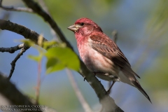 Purple Finch