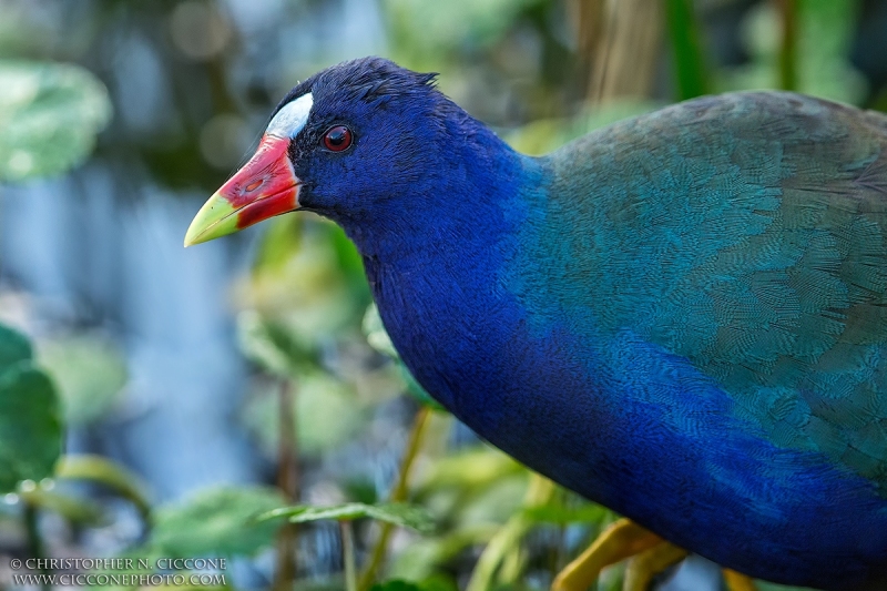 Purple Gallinule