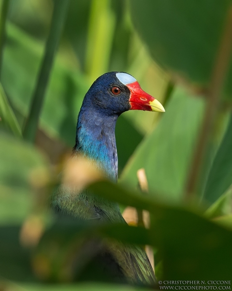 Purple Gallinule