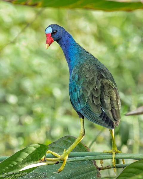 Purple Gallinule