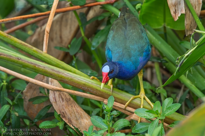 Purple Gallinule