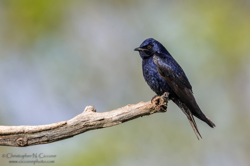 Purple Martin