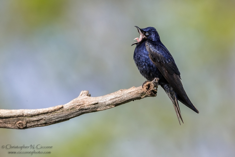 Purple Martin