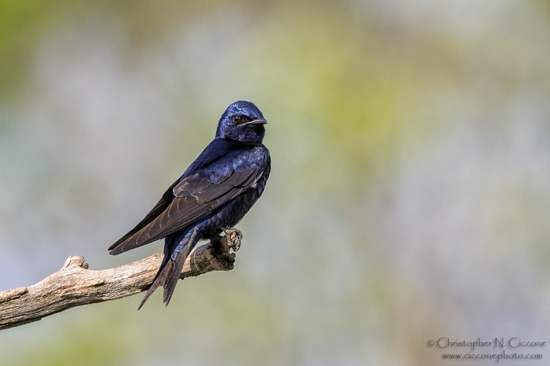 Purple Martin