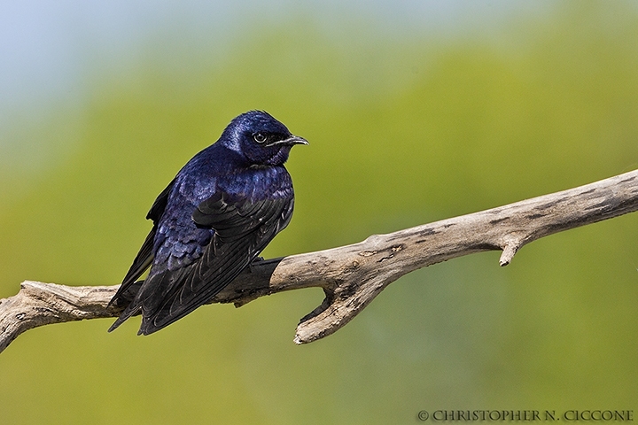 Purple Martin