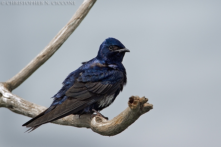 Purple Martin