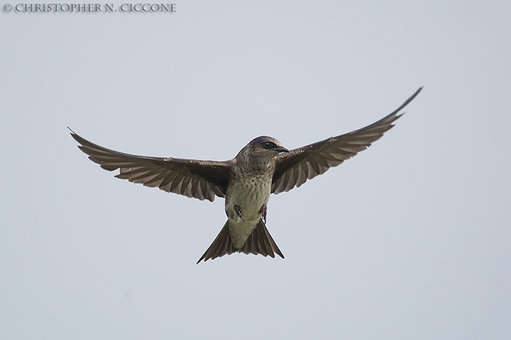 Purple Martin