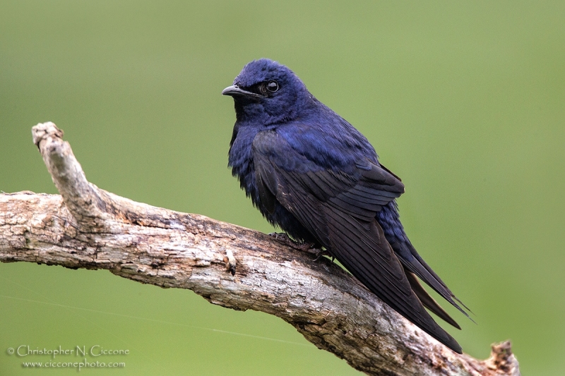 Purple Martin