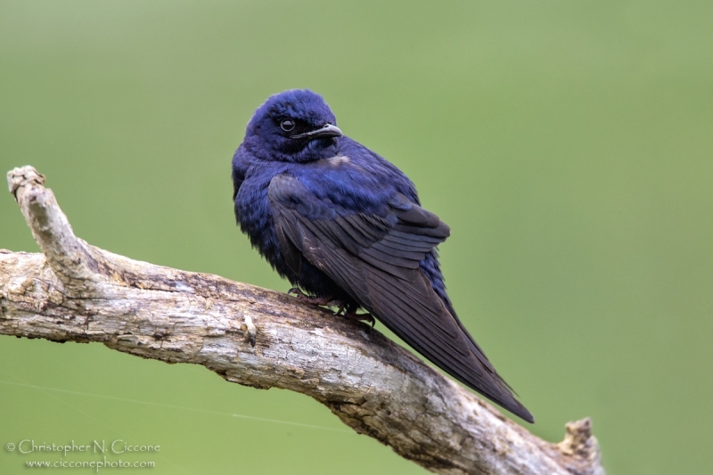 Purple Martin