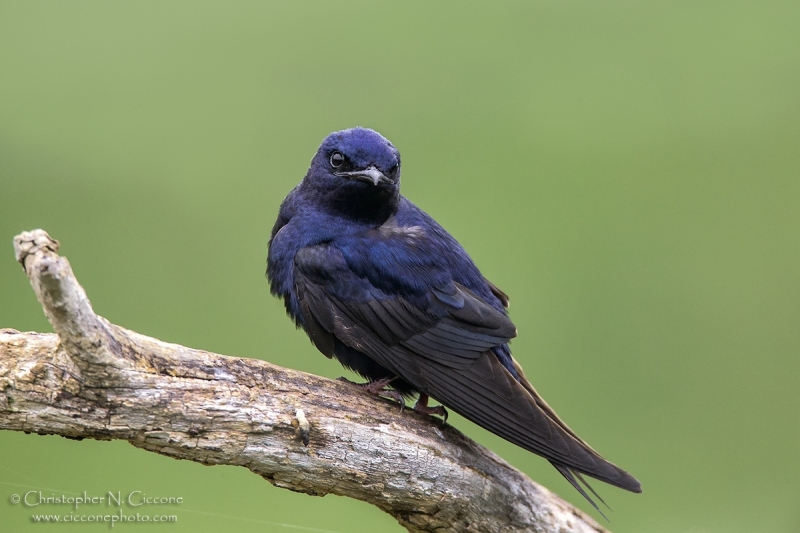 Purple Martin