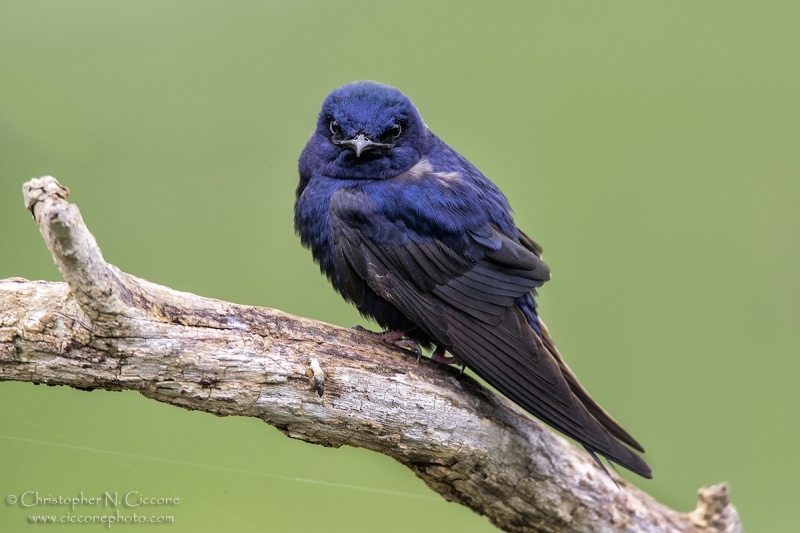 Purple Martin