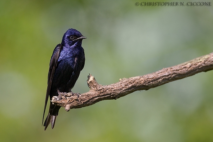 Purple Martin