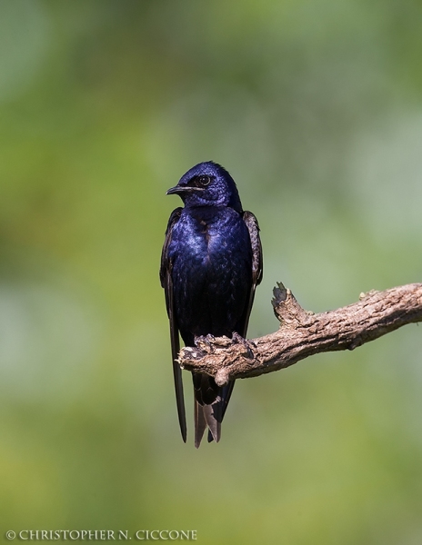 Purple Martin