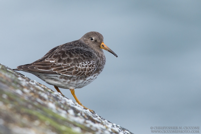 Purple Sandpiper