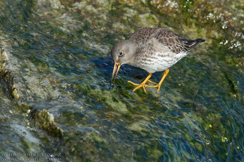 Purple Sandpiper