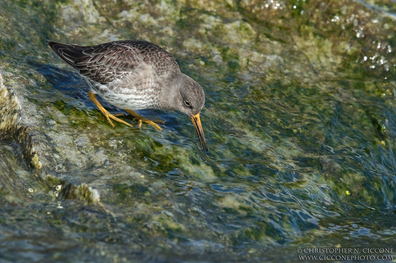 Purple Sandpiper