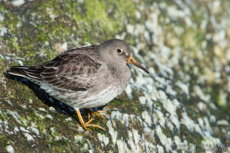 Purple Sandpiper