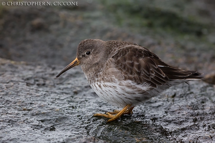 Purple Sandpiper