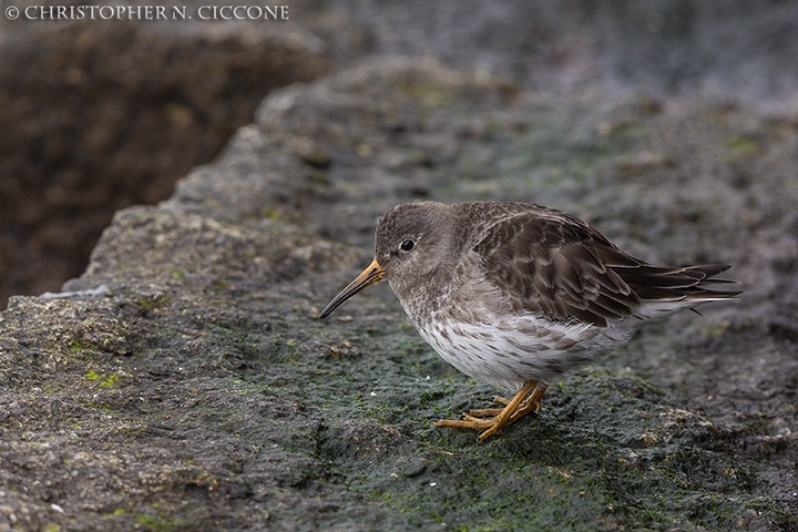 Purple Sandpiper