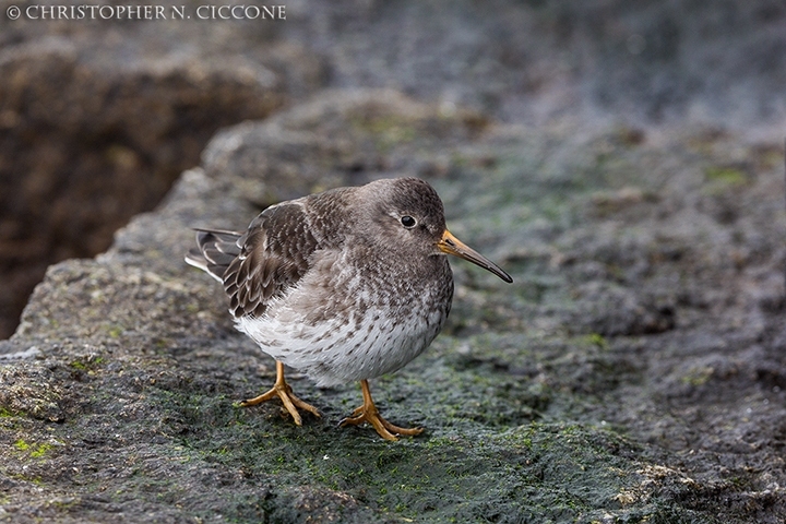 Purple Sandpiper