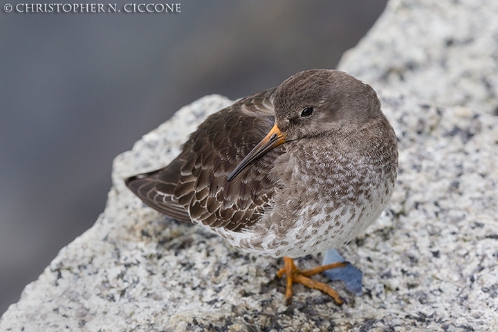 Purple Sandpiper