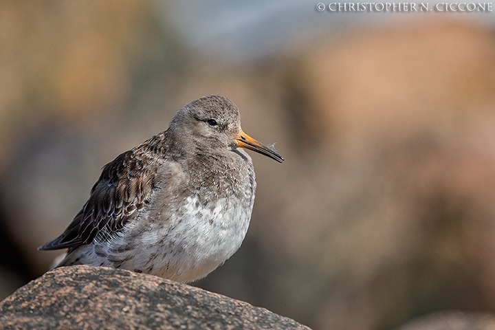 Purple Sandpiper