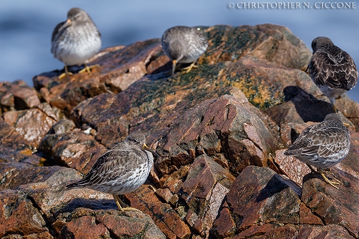 Purple Sandpiper